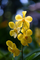 Obraz premium Beautiful yellow orchid flower decoration in the tropical garden