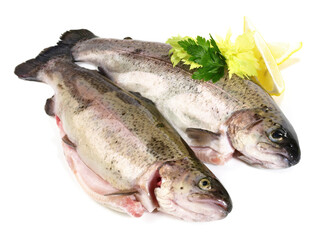 Fresh Fish - Trout