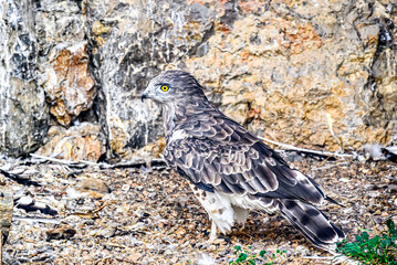 Image of a Short-toed Eagle, it is a bird of the Accipitridae family in captivity in a recovery center in Solsones, in the province of Lleida, Catalonia