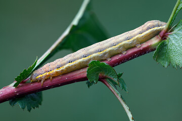 Raupe der Gem&uuml;seeule &ndash; Lacanobia oleracea