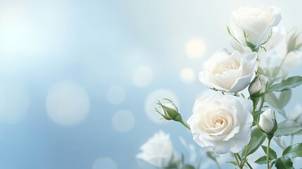Spring White Roses on Blue Background - Delicate white roses in full bloom, symbolizing purity, love, new beginnings, peace, and elegance. A perfect spring floral