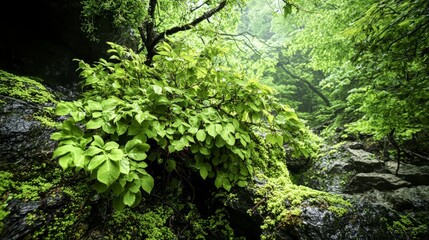 Lush textures and subtle details in a tranquil enchanted forest a nature photography journey