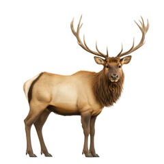 Fototapeta premium Majestic elk standing, wildlife, nature, white background, poster