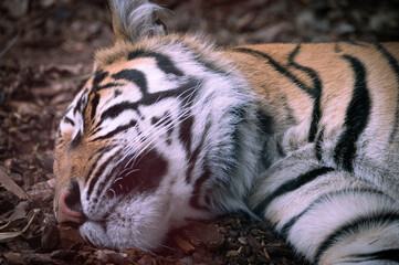 Sleeping Tiger