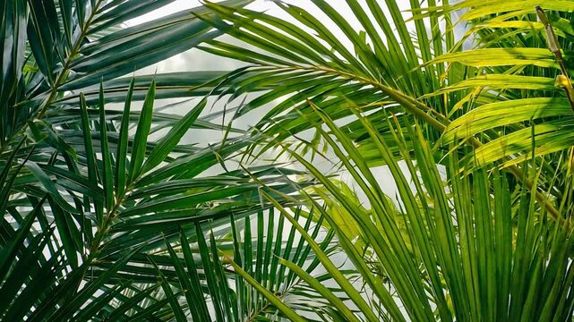 Palm Fronds Lush Greenery: A vibrant close-up showcasing the intricate details of lush green and yellow palm fronds, creating a tropical and refreshing ambiance.