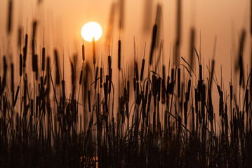 Pałka wodna o wschodzie słońca, tło. © Elżbieta Kaps