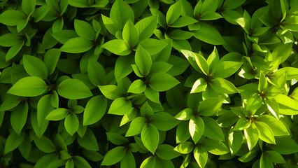 Obraz premium Green leaves, nature, freshness, growth, life.