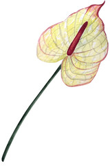 Watercolor anthurium flower illustration. Hand drawn illustration of tropical exotic plant. Botanical drawing for greeting cards or wedding invitations in jungle style. Colorful sketch.