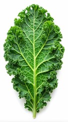 Fresh Curly Kale Leaf Isolated on White - A single fresh curly kale leaf isolated on a white background, showcasing its vibrant green color, crisp texture, and intricate veining.  

