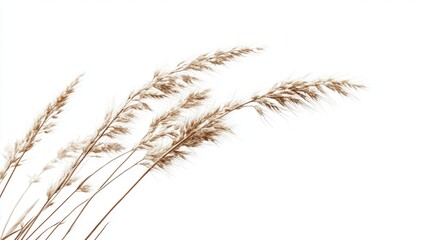 Dried reeds against a white background. Possible use Nature photography, botanical illustrations, or digital art