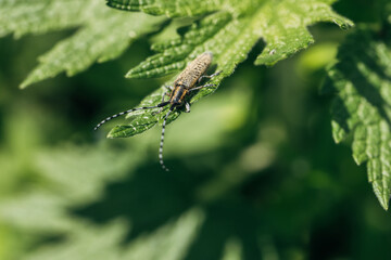 Agapanthia dahli villosoviridescens, also known as the golden-bloomed grey longhorn beetle