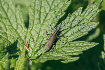 Agapanthia dahli villosoviridescens, also known as the golden-bloomed grey longhorn beetle