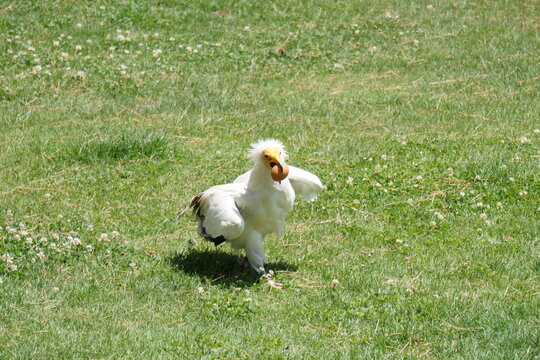 Alimoche con huevo en la boca
