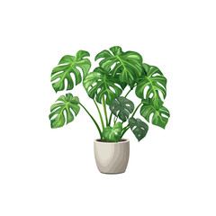 Fototapeta premium Lush Green Monstera Plant in White Pot for Home Decor Enhancement