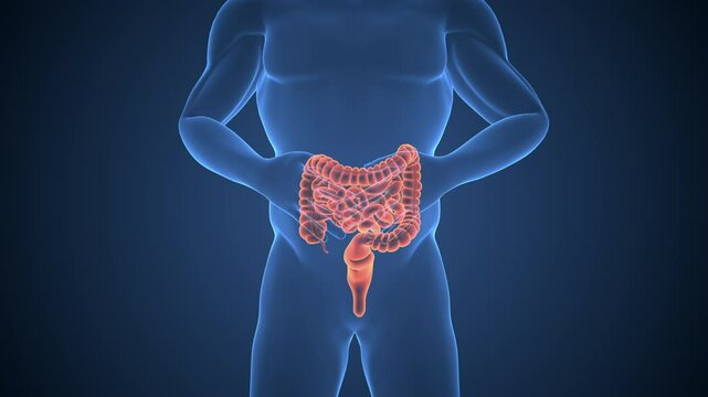Human skeleton with large intestine