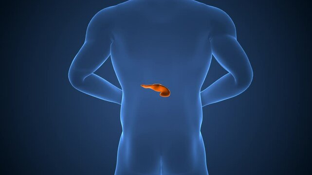 Medical background of the human Pancreatitis pain