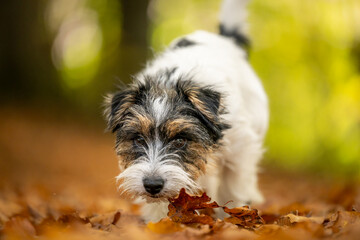 Cut tricolor small one year young Jack Russell Terrier dog is following a trail outdoors in autumn