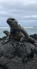 Marine Iguanas Basking on Volcanic Rock by the Ocean