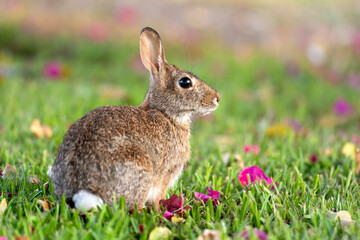 Wild rabbit in nature. Grey small hare eating grass on Florida backyard