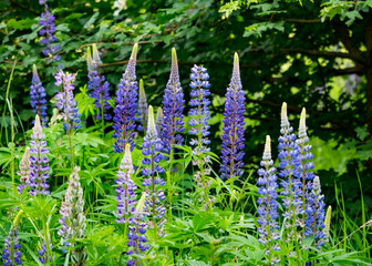 Lupinen