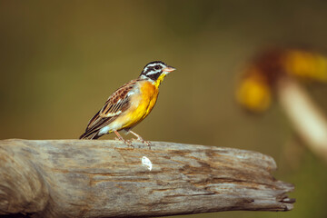 African Golden breasted Bunting  standing on a log isolated in natural background in Greater Kruger National park, South Africa ; Specie Fringillaria flaviventris family of Emberizidae