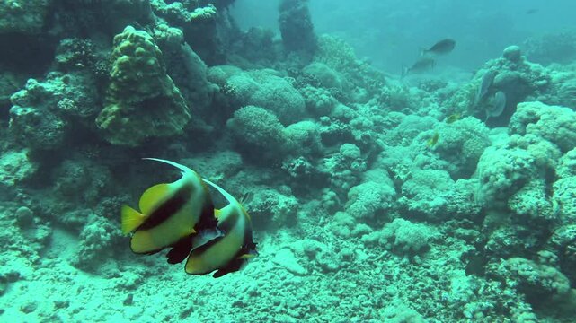 bannerfish, angelfish and other reef fishes