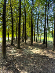 Obraz premium Tranquil Pathway Through Lush Trees in a Sunlit Forest