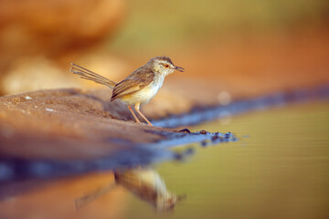 Black chested Prinia standing along waterhole with reflection in morning light in Greater Kruger National park, South Africa ; Specie Prinia flavicans family of Cisticolidae