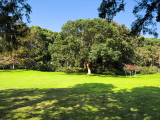 Lush Green Landscape with Majestic Trees Under Clear Blue Sky