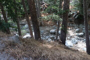 stream in the woods