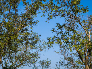 Lush Green Trees Framing a Clear Blue Sky