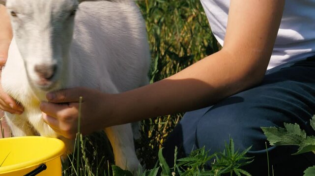 Boy and girl stroking cute little white goat grazing at summer sunny grass countryside outdoor closeup. Kids children touching adorable funny small goatling graze eating greenery farming agriculture