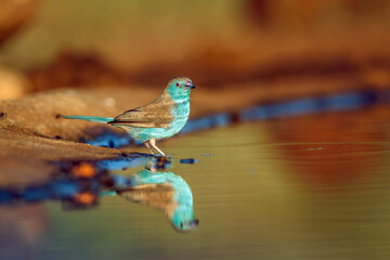 Blue-breasted Cordonbleu along waterhole in morning light with reflection  in Greater Kruger...