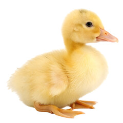 duckling