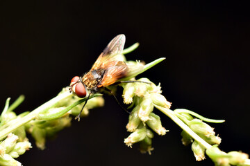 Fly, Tachina fera, is sucking nectar from Hedera helix. . High quality photo