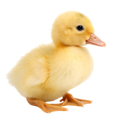 baby duck isolated on white