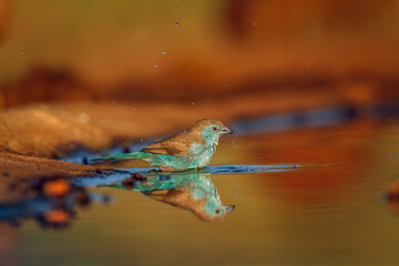 Blue-breasted Cordonbleu bathing in waterhole with reflection  in Greater Kruger National park, South Africa ; Specie Uraeginthus angolensis family of Estrildidae