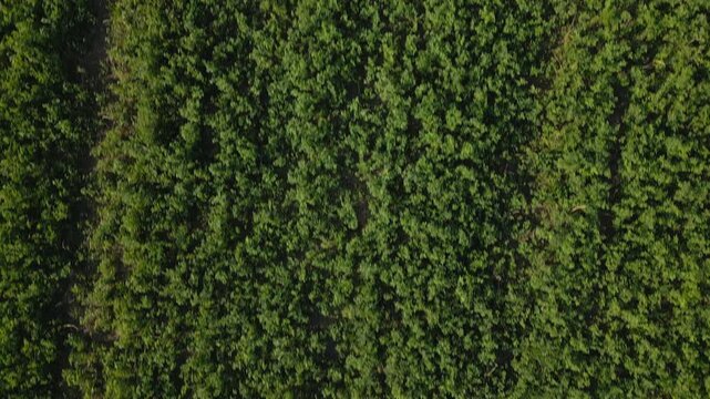 Aerial Top-Down view of a field in summer in Geneva, Switzerland