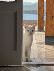 A curious little white cat stands elegantly at an open doorway, overlooking a serene and calm waterfront scene