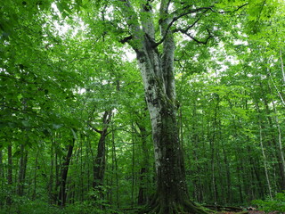 白神山地のブナの巨木