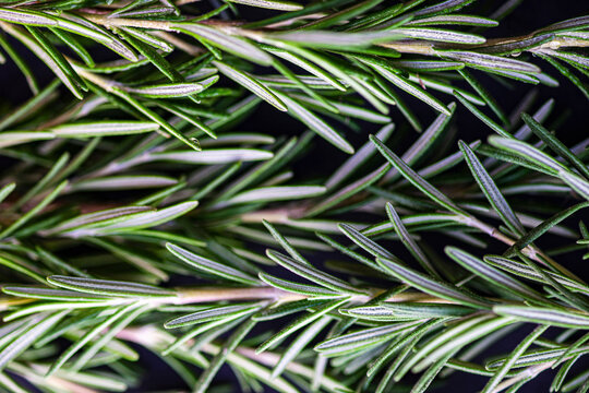 Close-up of fresh rosemary