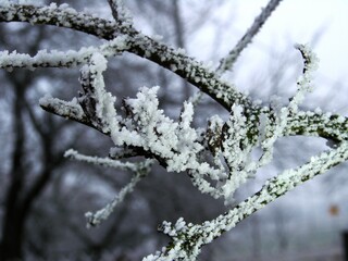 Ślady zimy na konarach drzew. Szron widoczny na drzewie.  