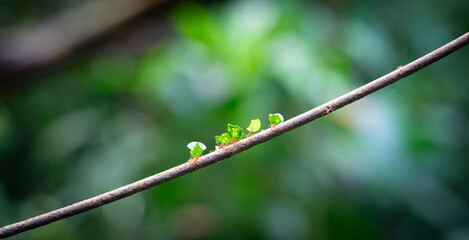 Leaf cutter ants carrying leaves on branch in the jungle. Atta Cephalotes.