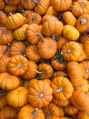 pile of pumpkins