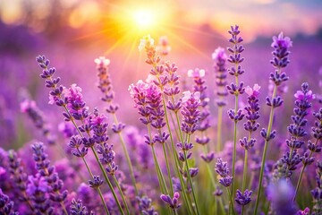 Naklejka premium Purple lavender flowers on sunny beautiful nature summer background. 