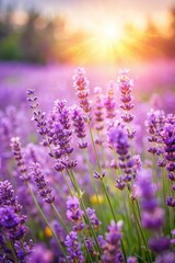 Obraz premium Purple lavender flowers on sunny beautiful nature summer background. 
