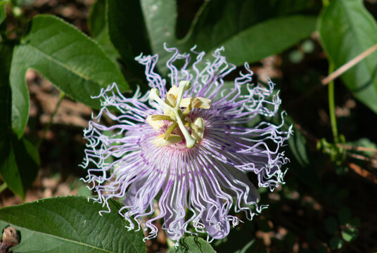 Purple Flower in the Garden