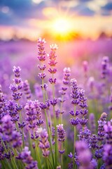 Purple lavender flowers on sunny beautiful nature summer background. 