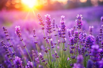 Fototapeta premium Purple lavender flowers on sunny beautiful nature summer background. 