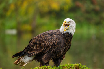 american bald eagle on a branch